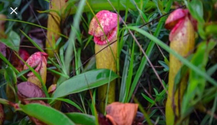 Penis plant